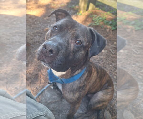 Medium Photo #7 American Pit Bull Terrier Puppy For Sale in Virginia Beach, VA, USA