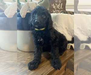 Aussiedoodle-Goldendoodle Mix Puppy for Sale in BOILING SPRINGS, South Carolina USA
