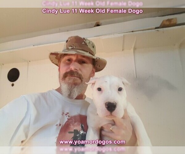 Medium Photo #129 Dogo Argentino Puppy For Sale in PINEVILLE, MO, USA