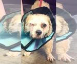 Small #1 Shih Tzu Mix
