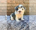 Small #7 English Bulldog