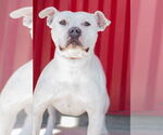 Small American Pit Bull Terrier