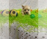 Small Photo #25 Yorkshire Terrier Puppy For Sale in HOLLAND, TX, USA