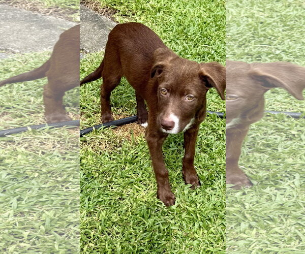 Medium Photo #2 Labrador Retriever-Unknown Mix Puppy For Sale in Royal Palm Beach, FL, USA