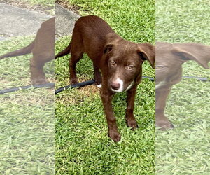 Wally * - Male Labrador Retriever-Unknown Mix Dog for Adoption - Photo #2