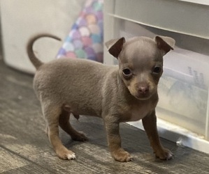 Chihuahua Litter for sale in ARANSAS PASS, TX, USA