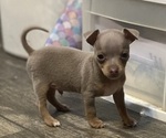 Small Chihuahua