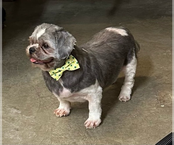 Medium Photo #2 Shih Tzu Puppy For Sale in Lewistown, PA, USA