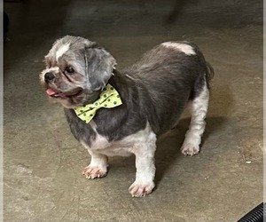 Prince - Male Shih Tzu Dog for Adoption - Photo #2