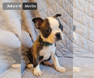 Boston Terrier Puppy for sale in POMEROY, OH, USA