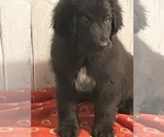 Small #13 Newfoundland