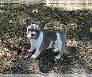 French Bulldog Puppy for sale in PAULS VALLEY, OK, USA