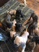 Small Photo #26 Great Dane Puppy For Sale in WEIRTON, WV, USA