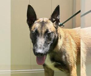 Mutt Dogs for adoption in Camarillo, CA, USA