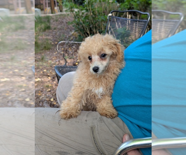 Medium Photo #3 Silkypoo Puppy For Sale in STAR, NC, USA