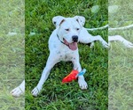 Small #1 Boxer Mix