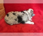 Small #10 Miniature Australian Shepherd