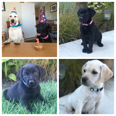 Labrador Retriever Puppy for sale in WOODBURN, OR, USA