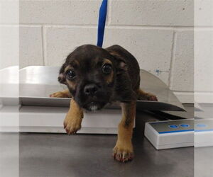 German Shepherd Dog-Unknown Mix Dogs for adoption in San Bernardino, CA, USA