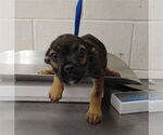 Small German Shepherd Dog Mix