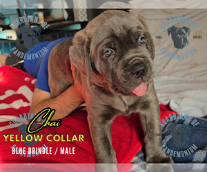 Cane Corso Puppy for sale in INDIANAPOLIS, IN, USA