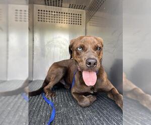 Plott Hound-Unknown Mix Dogs for adoption in Corpus Christi, TX, USA