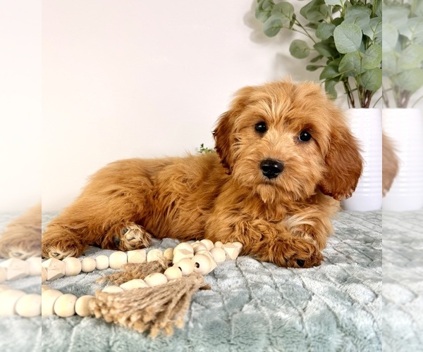 Medium Photo #2 Cock-A-Poo Puppy For Sale in GREENFIELD, IN, USA