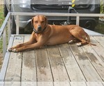 Small Photo #1 Rhodesian Ridgeback Puppy For Sale in YOUNGWOOD, PA, USA