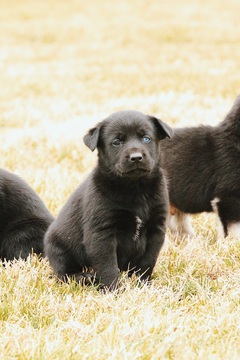Medium Photo #7 Labrador Retriever-Siberian Husky Mix Puppy For Sale in WOODFORD, VA, USA