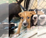 Small #1 American Staffordshire Terrier Mix