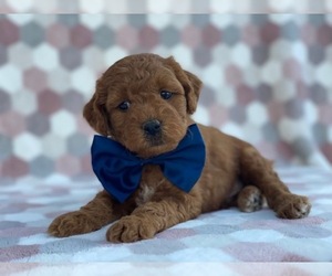 Goldendoodle Puppy for sale in LANCASTER, PA, USA
