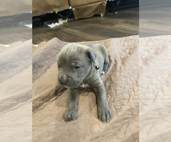 Medium Photo #10 Cane Corso Puppy For Sale in SLIDELL, LA, USA