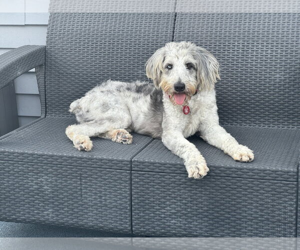 Medium Photo #3 Poodle (Standard)-Unknown Mix Puppy For Sale in Wakefield, RI, USA