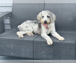 Small #2 Poodle (Standard) Mix