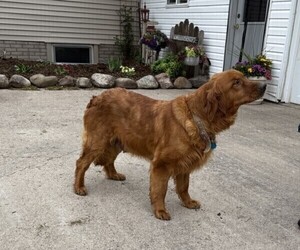 Mother of the Golden Retriever puppies born on 04/25/2025