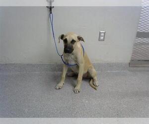 Black Mouth Cur-Unknown Mix Dogs for adoption in Pasadena, TX, USA