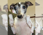 Small Italian Greyhound