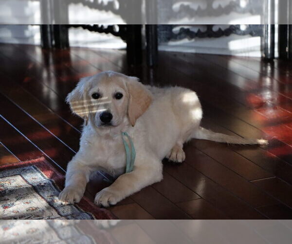 Medium Photo #26 English Cream Golden Retriever Puppy For Sale in ROCKY FACE, GA, USA
