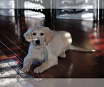 Small #25 English Cream Golden Retriever