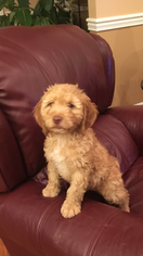 Brittnepoo-Unknown Mix Puppy for sale in CASEY CREEK, KY, USA