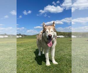 Alaskan Malamute Dogs for adoption in Westminster, MD, USA