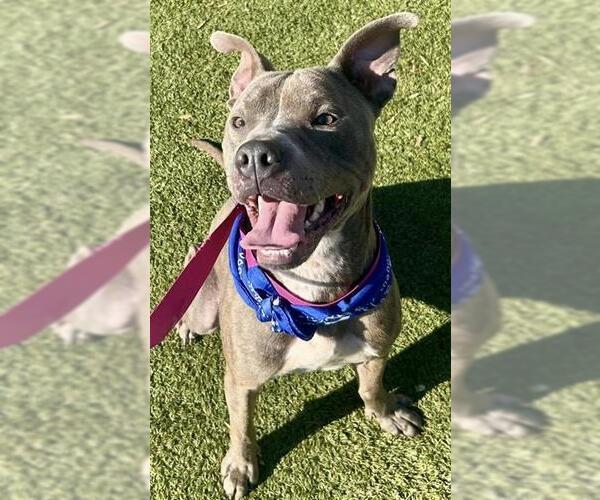 Medium Photo #1 Mutt Puppy For Sale in Newton, NC, USA