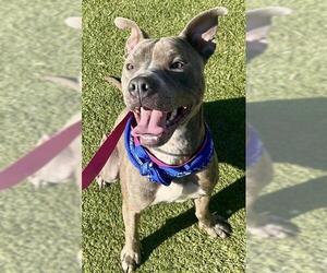 Mutt Dogs for adoption in Newton, NC, USA