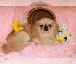 Father of the Pekingese-Poodle (Toy) Mix puppies born on 04/02/2025