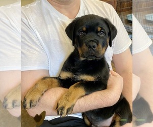 Rottweiler Puppy for sale in BLOOMFIELD, NY, USA