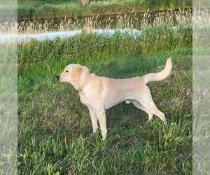 Father of the Labrador Retriever puppies born on 04/14/2025