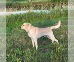 Small Photo #1 Labrador Retriever Puppy For Sale in WELLMAN, IA, USA
