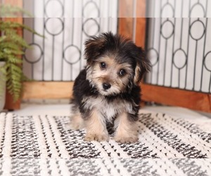 Yo-Chon Puppy for sale in NAPLES, FL, USA