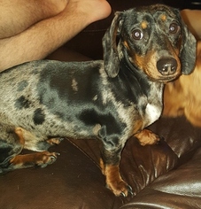Father of the Dachshund puppies born on 08/03/2016