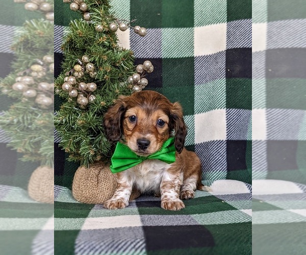 Medium Photo #5 Dachshund Puppy For Sale in LEOLA, PA, USA